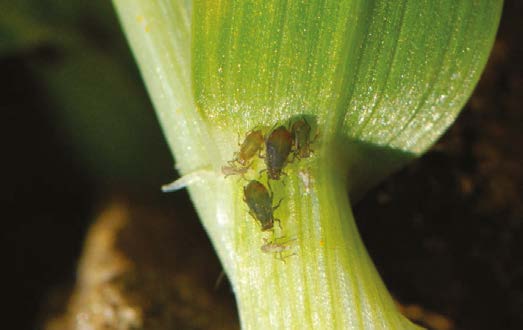 Bird cherry–oat aphids on a cereal crop